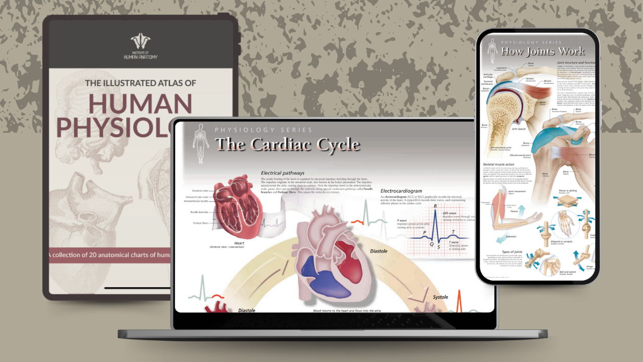 Illustrated Atlas of Human Physiology - eBook