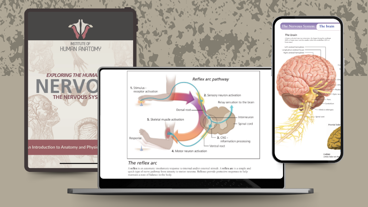 Exploring the Nervous System - eBook