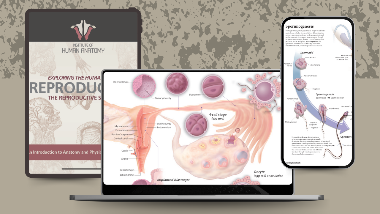 Exploring the Reproductive System - eBook