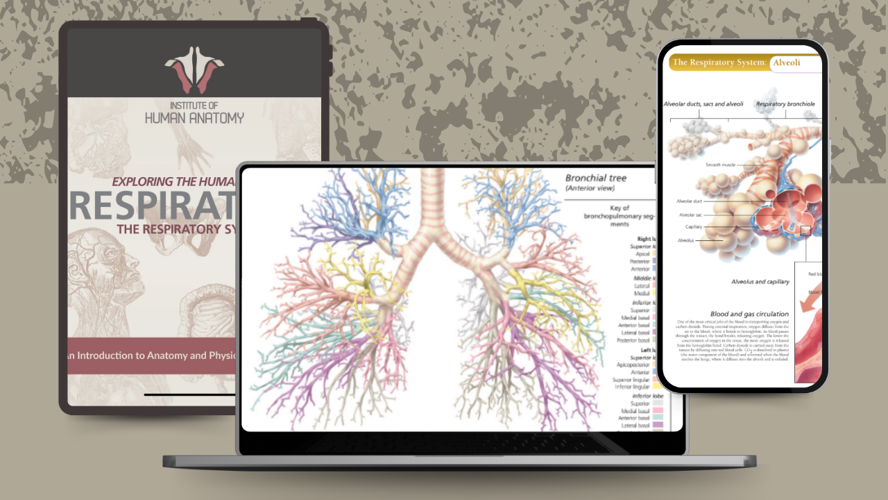 Exploring the Respiratory System - eBook