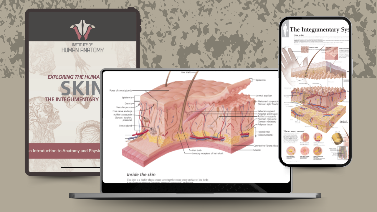 Exploring the Integumentary System - eBook