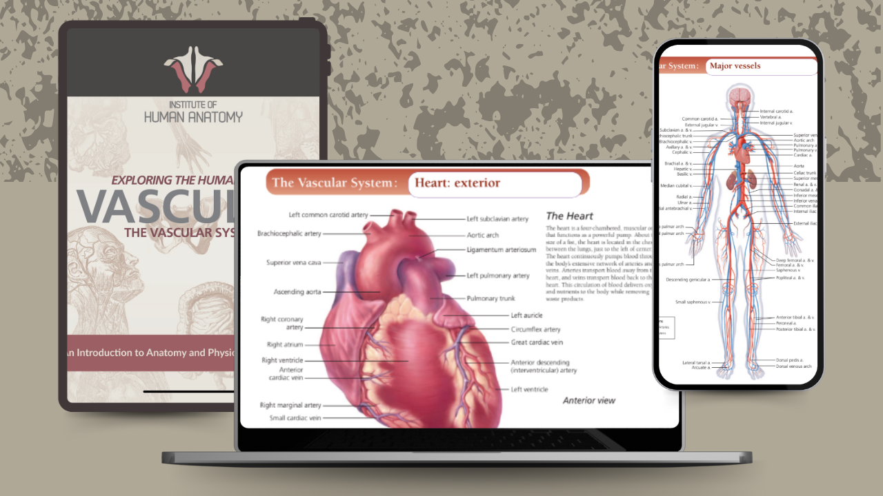 Exploring the Vascular System - eBook