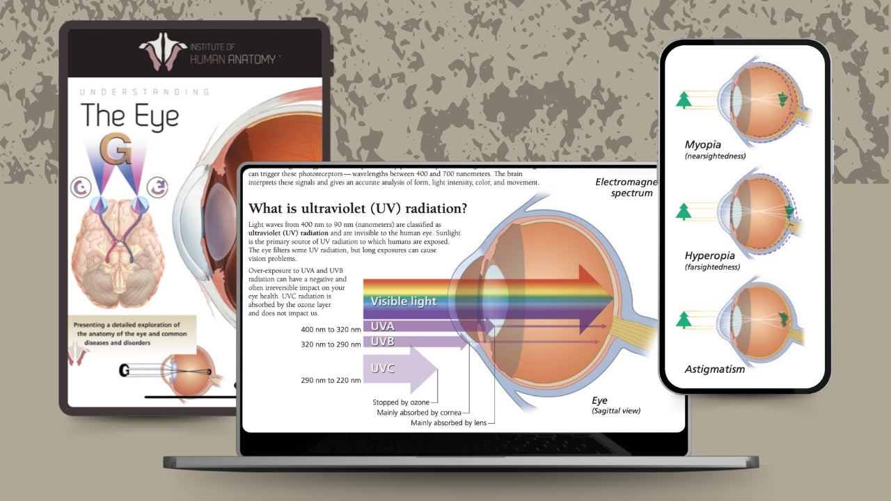 Understanding the Eye - eBook
