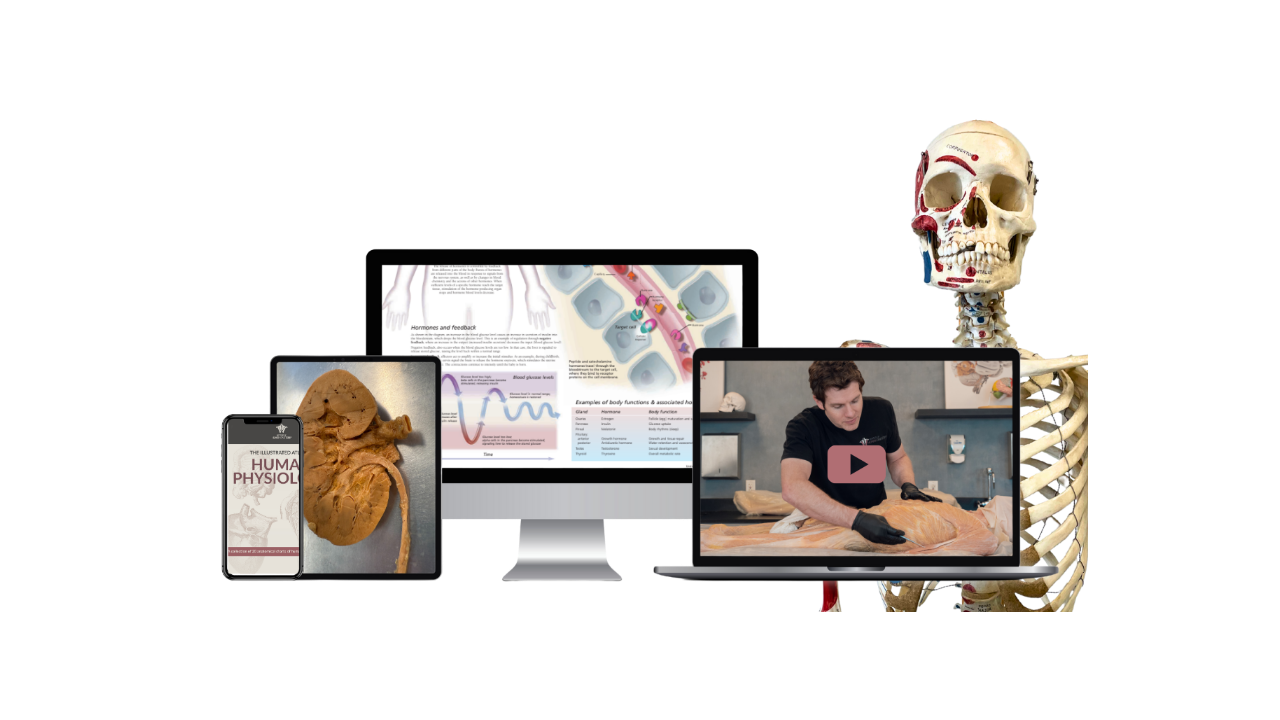 Educational materials including a skeleton model, computer monitors with anatomical content, a phone and a tablet.