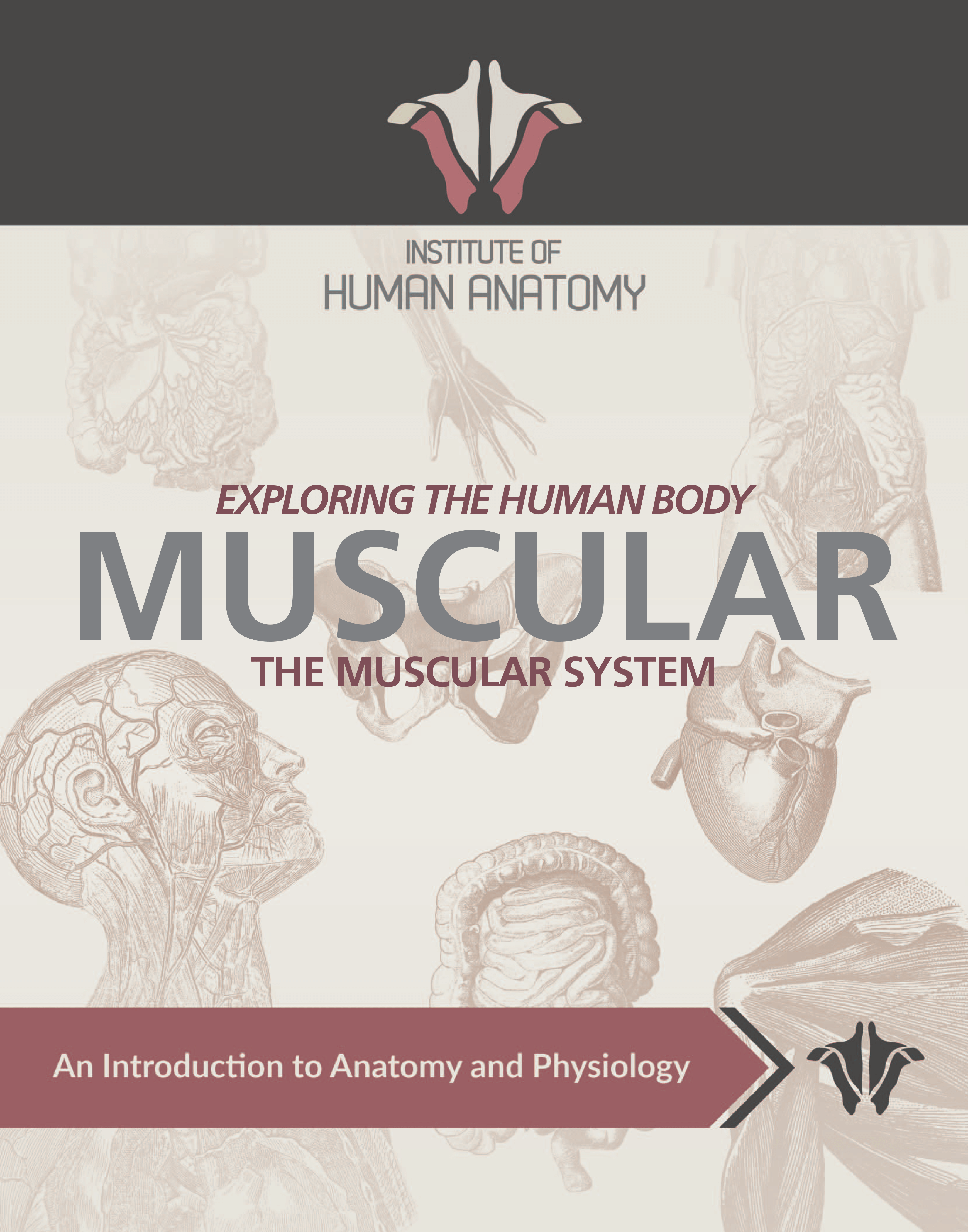 Exploring the Muscular System - eBook