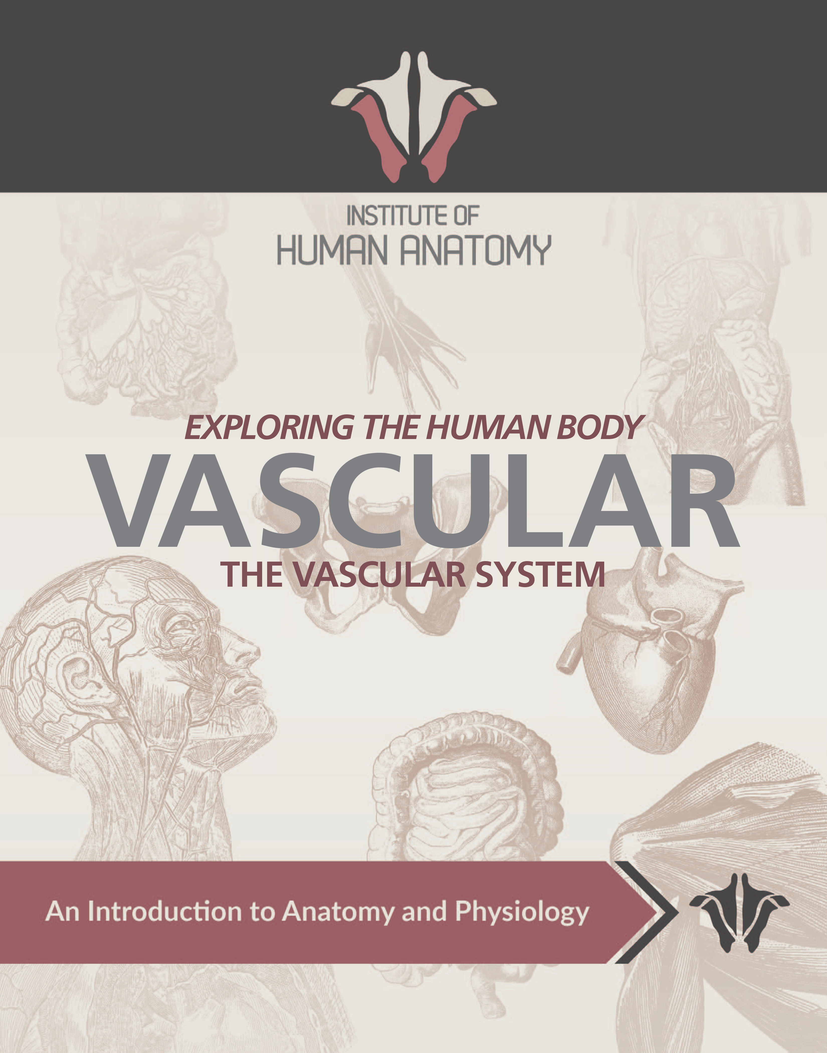 Exploring the Vascular System - eBook