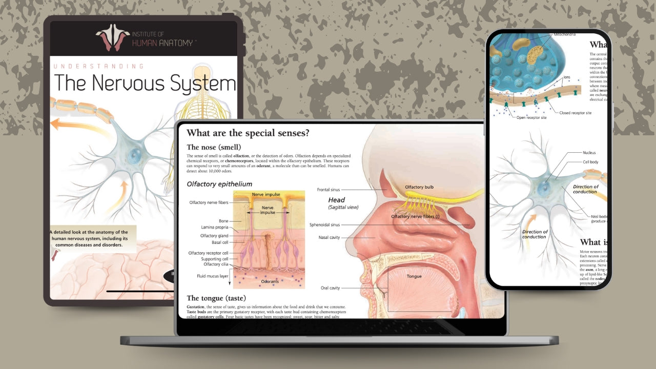 Understanding the Nervous System - eBook