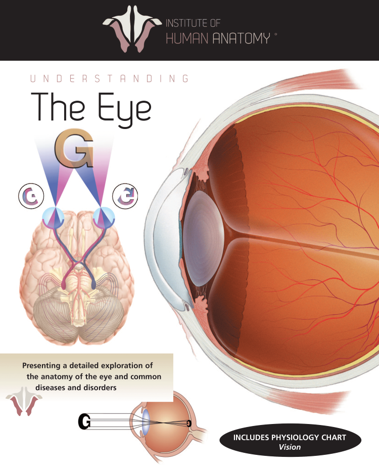 Understanding the Eye - eBook