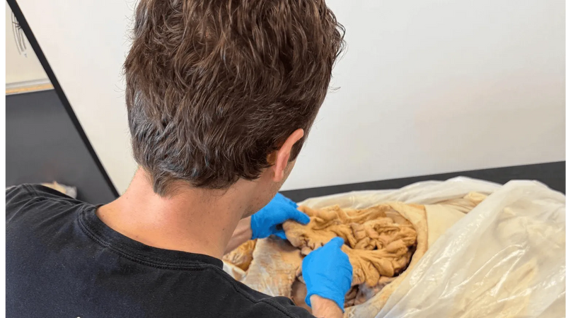 7 Major Organ Systems: Functions and Connections