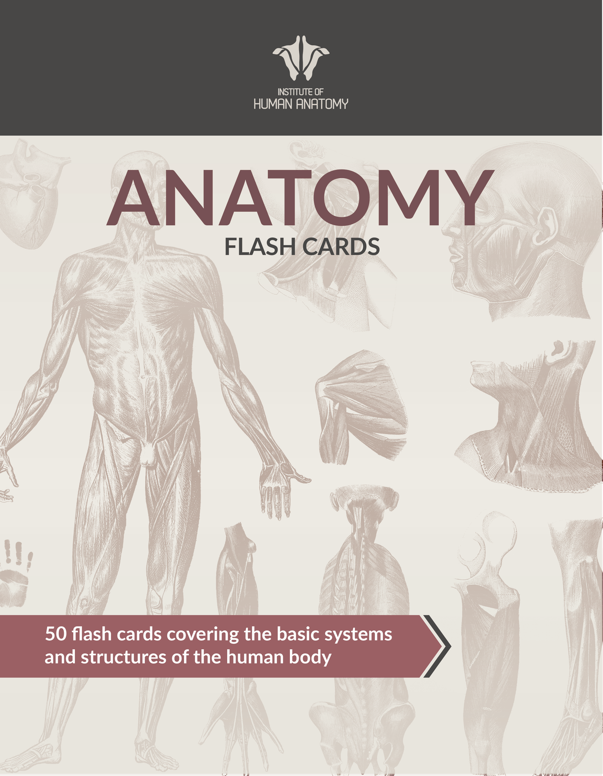 Anatomy Flash Cards - eBook