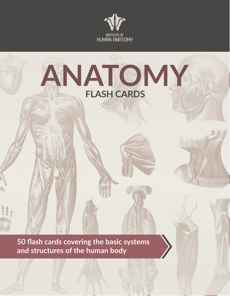 Anatomy Flash Cards - eBook
