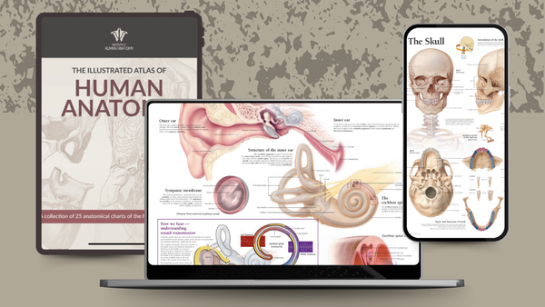 Illustrated Atlas of Human Anatomy - eBook
