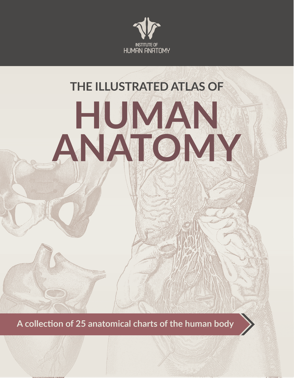 Illustrated Atlas of Human Anatomy - eBook