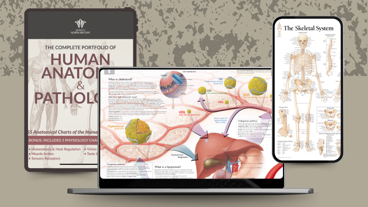 The Complete Portfolio of Human Anatomy and Pathology - eBook