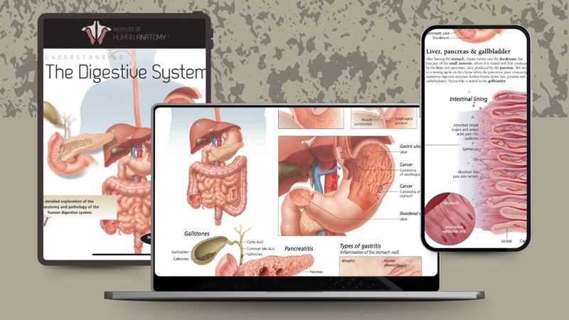 Understanding the Digestive System - eBook