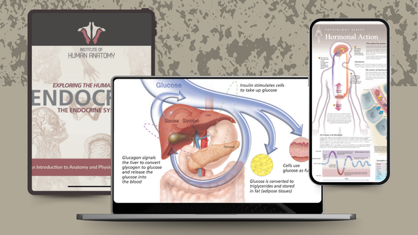 Exploring the Endocrine System - eBook
