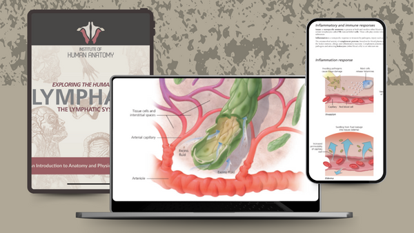 Exploring the Lymphatic System - eBook