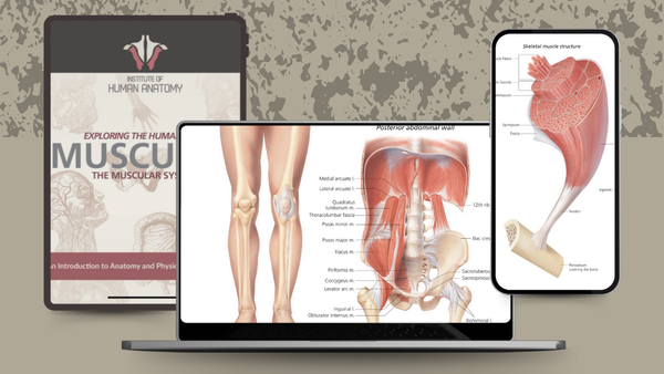 Exploring the Muscular System - eBook