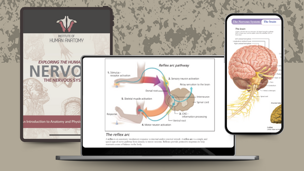 Exploring the Nervous System - eBook