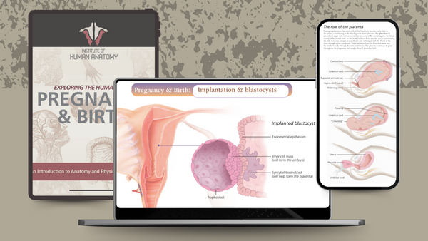 Exploring Pregnancy and Birth - eBook