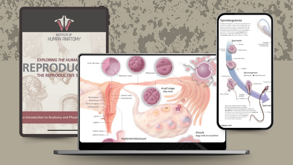 Exploring the Reproductive System - eBook