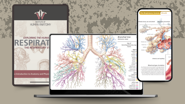 Exploring the Respiratory System - eBook