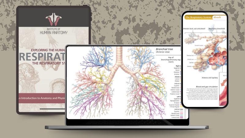 Exploring the Respiratory System - eBook