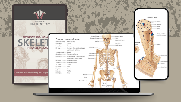 Exploring the Skeletal System - eBook
