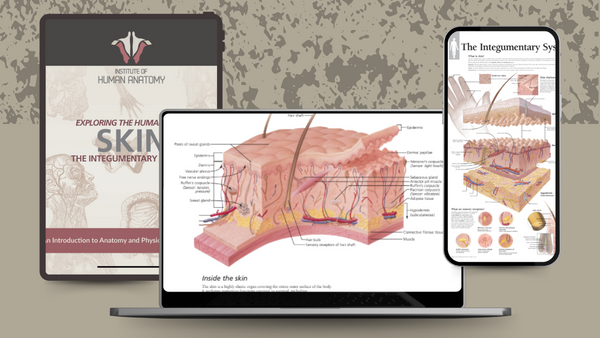 Exploring the Integumentary System - eBook