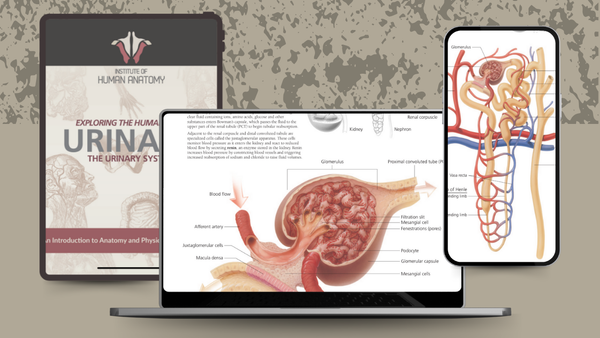 Exploring the Urinary System - eBook