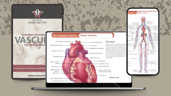 Exploring the Vascular System - eBook