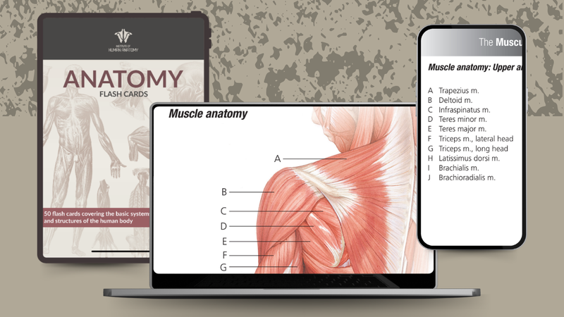 Anatomy Flash Cards - eBook