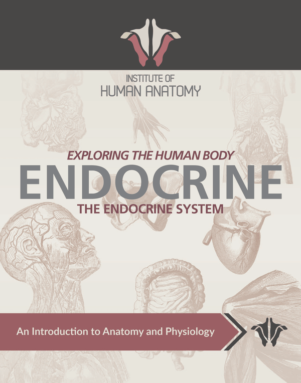 Exploring the Endocrine System - eBook