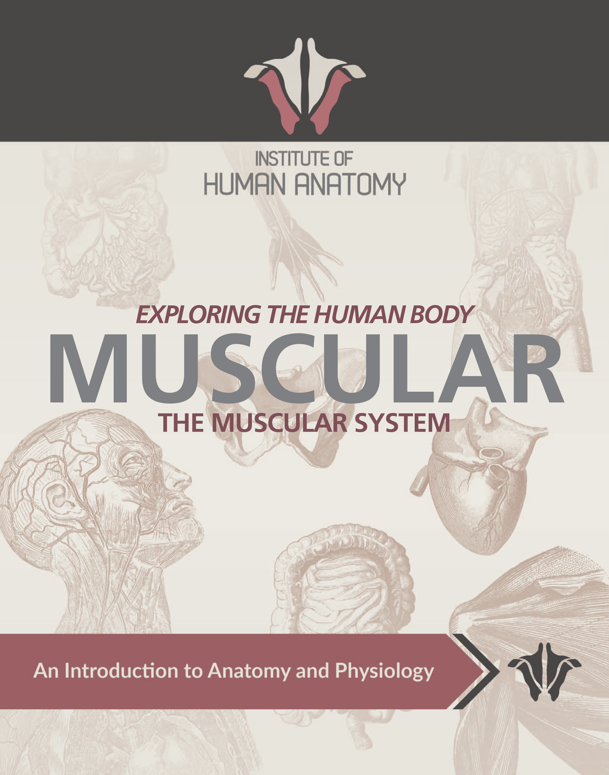 Exploring the Muscular System - eBook