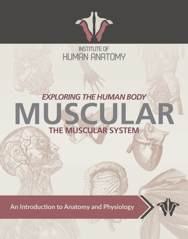 Exploring the Muscular System - eBook
