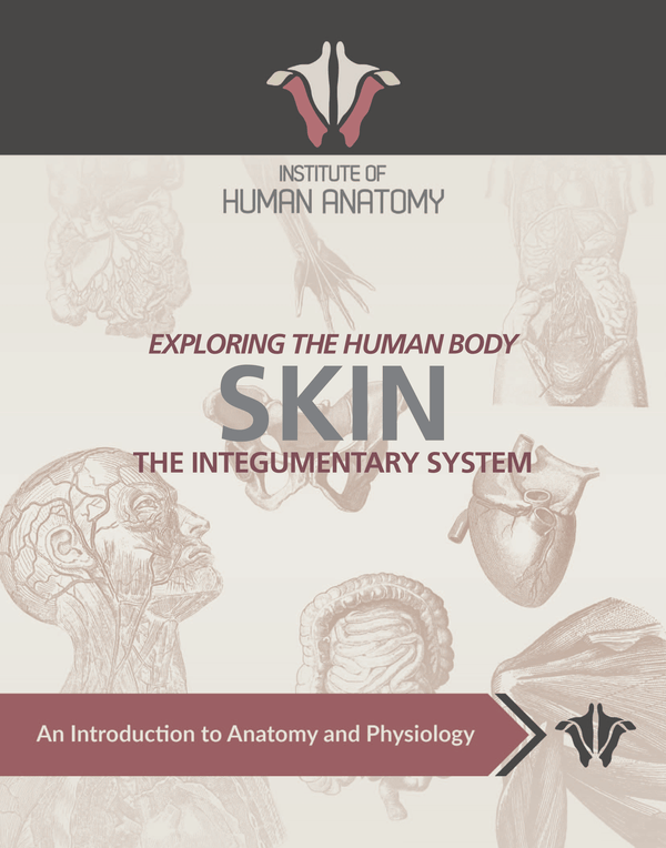 Exploring the Integumentary System - eBook