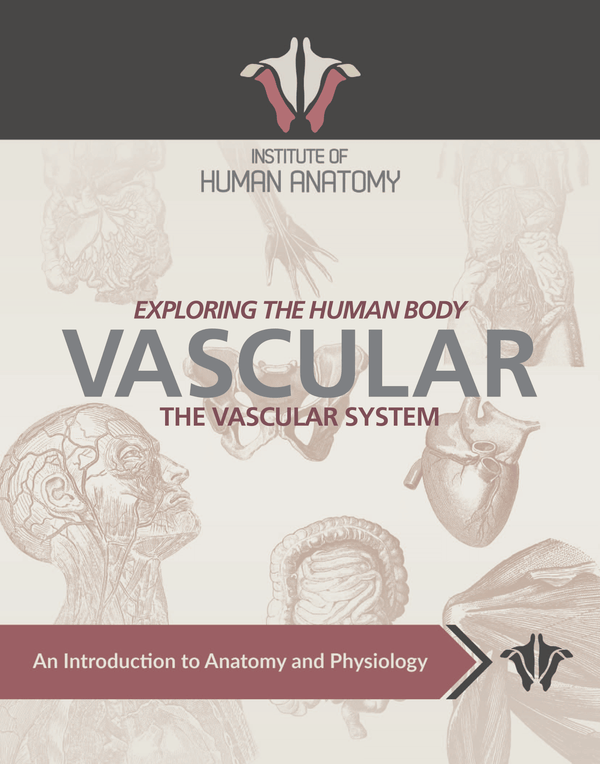 Exploring the Vascular System - eBook