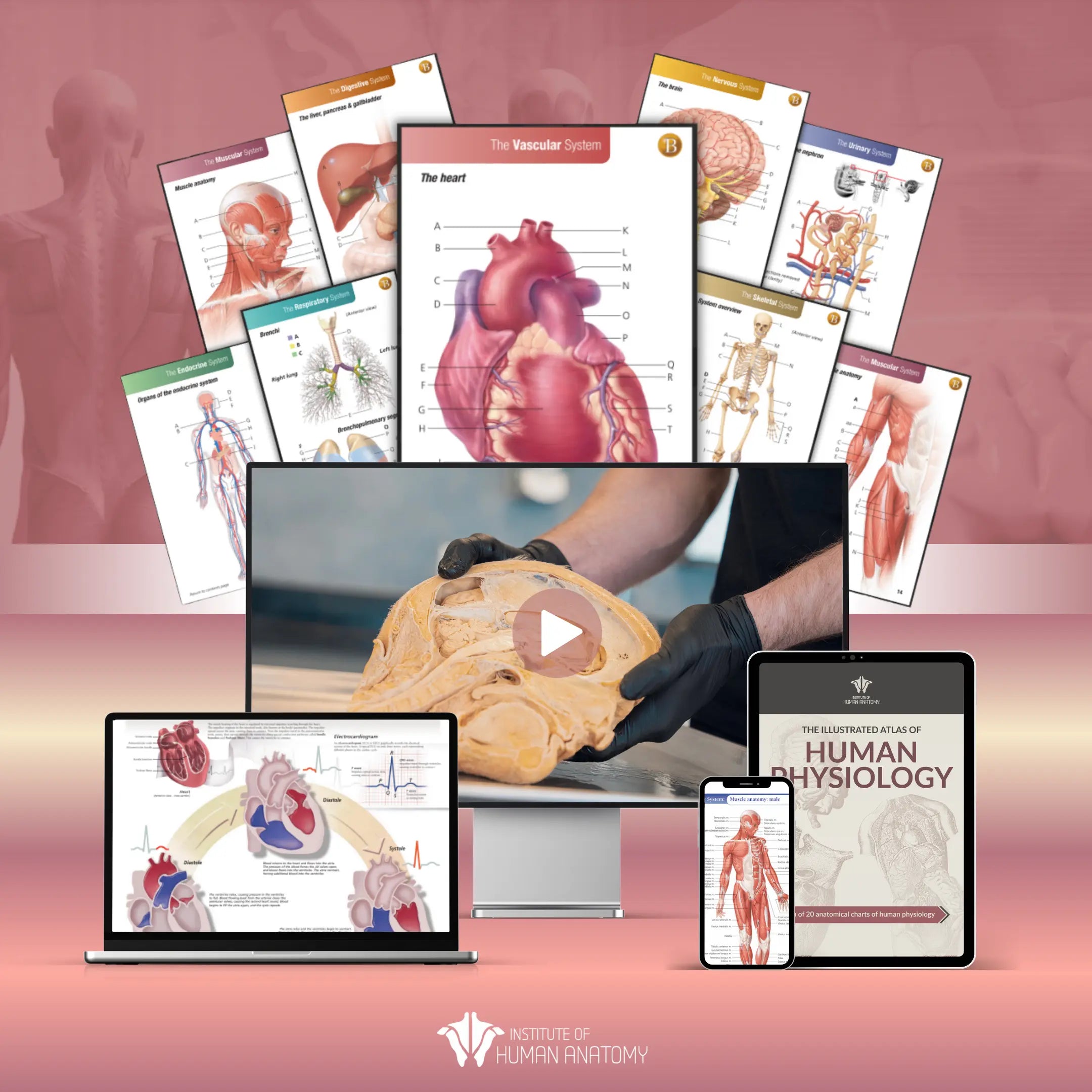 Ultimate Physiology Bundle