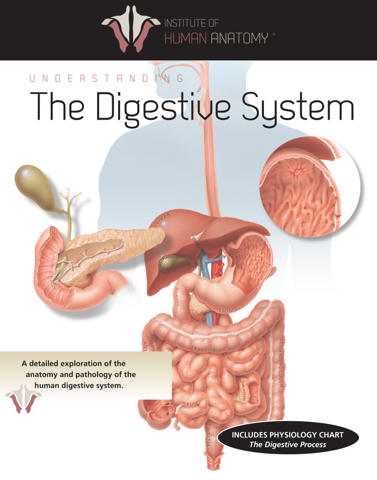 Understanding the Digestive System - eBook
